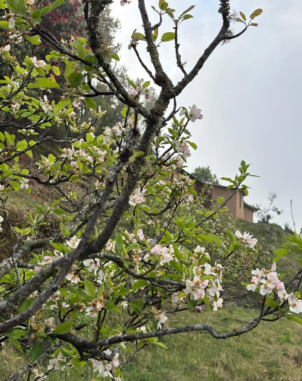 Apple blossom on the trees at the Namah Stay orchard in spring