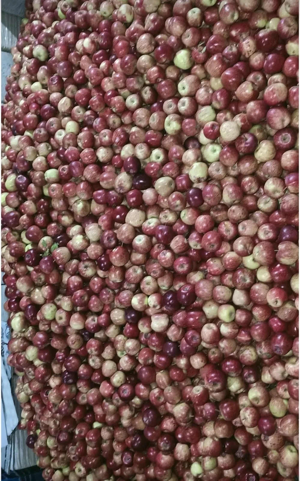 A full harvest of red apples from the Namah Stay orchard in Kanatal
