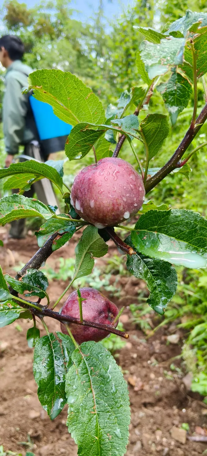 Red apples ripening on a tree in the Namah Stay orchard, Kanatal