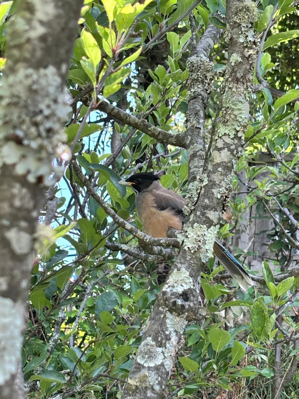 A Himalayan bird perched on a lichen-covered branch