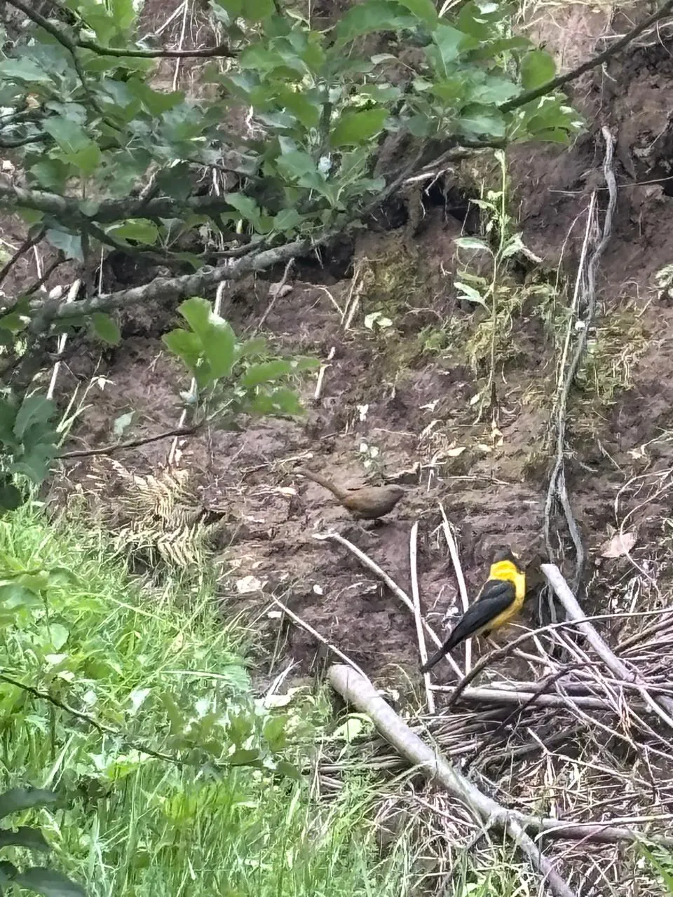 A yellow and black Himalayan bird on the ground near the cottage