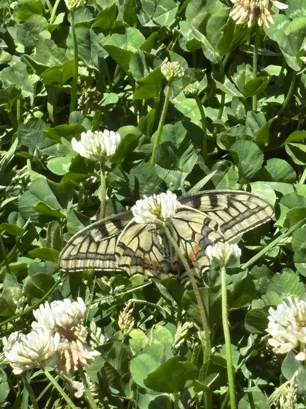 A swallowtail on clover at Namah Stay Himalayas, Kanatal