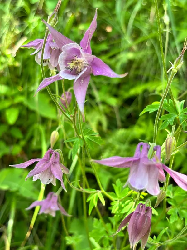 Wild columbine at Namah Stay Himalayas, Kanatal