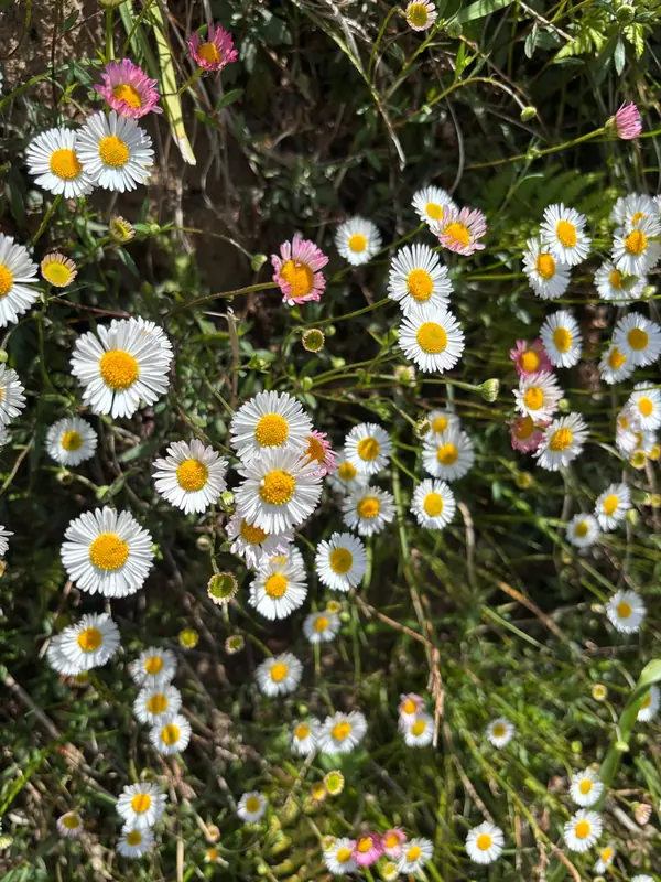 Hillside daisies at Namah Stay Himalayas, Kanatal