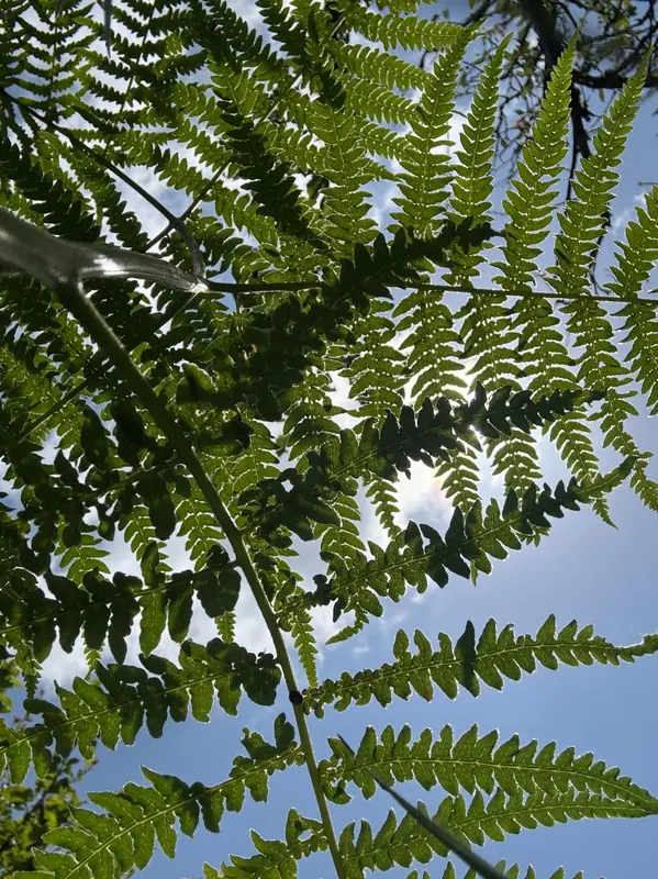 Ferns against the sky at Namah Stay Himalayas, Kanatal
