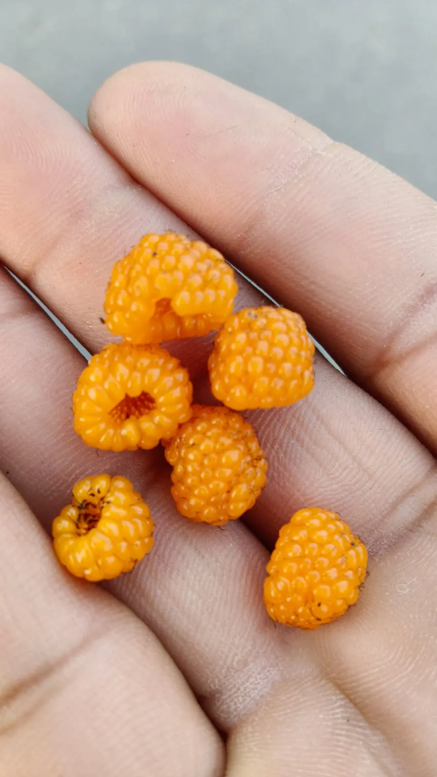 Hisalu, golden Himalayan raspberries, in the palm of a hand