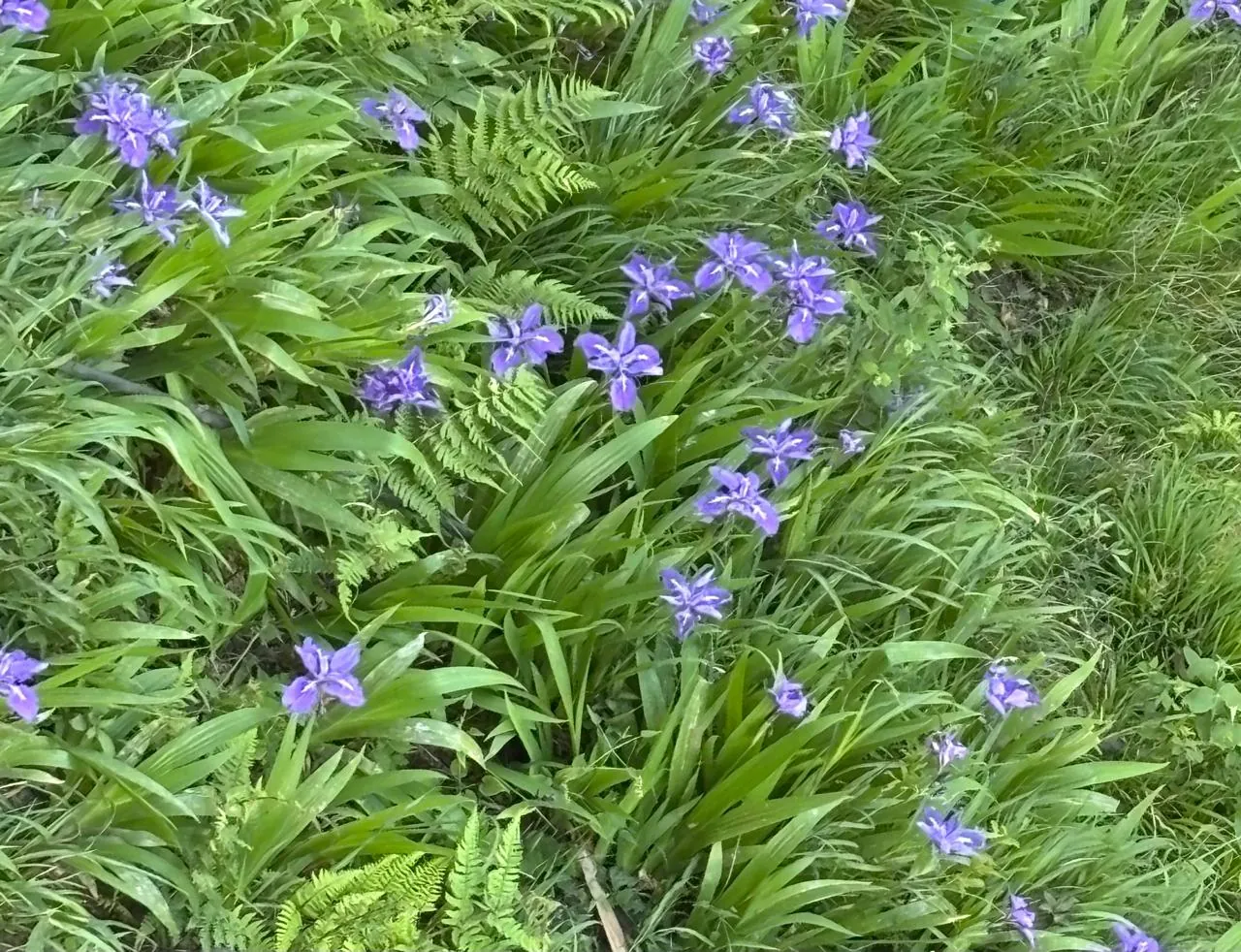 Purple wild irises in bloom