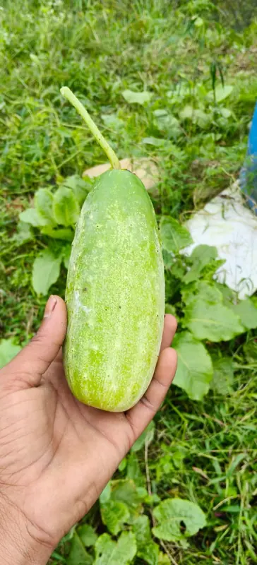 Pahadi kakdi at Namah Stay Himalayas, Kanatal