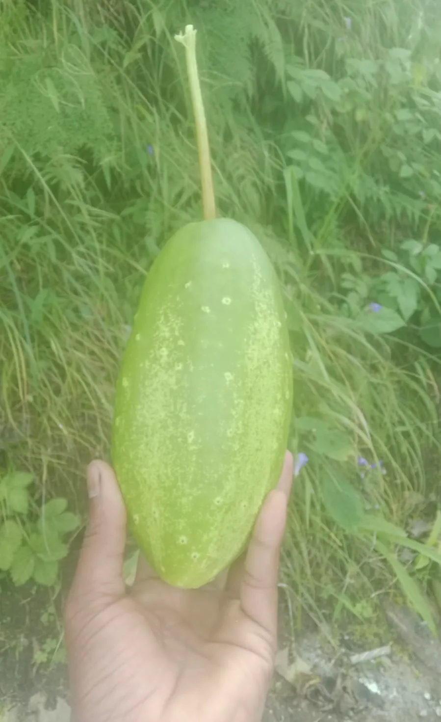 A pahadi kakdi, the large mountain cucumber, held in the garden