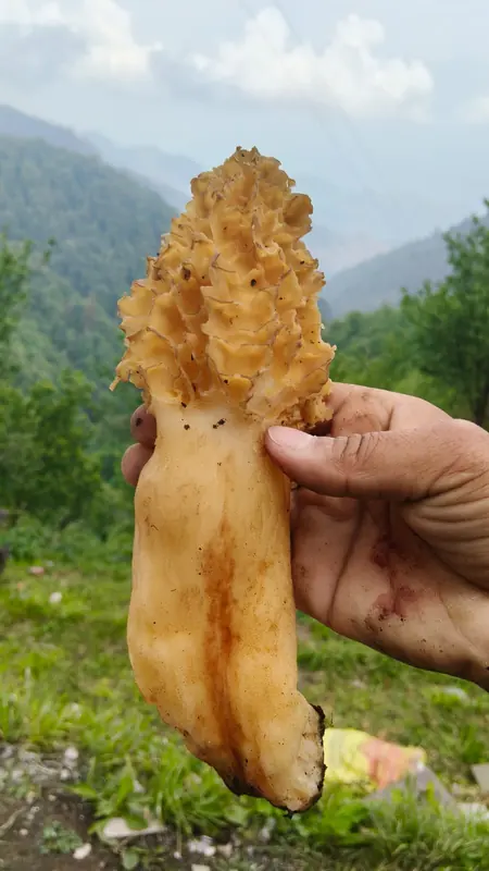 A wild gucchi at Namah Stay Himalayas, Kanatal