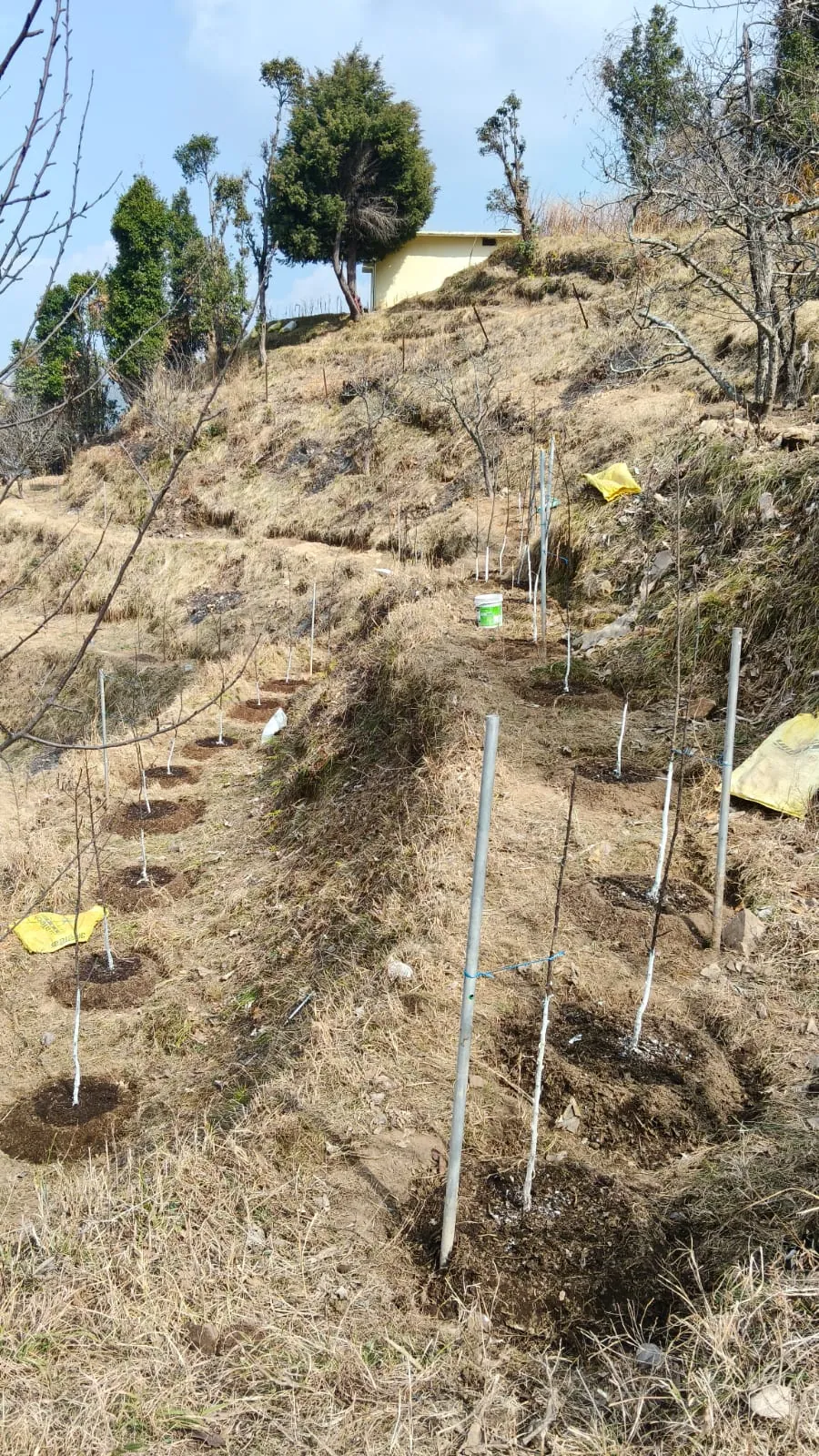 Newly planted saplings on the terraces above the cottage