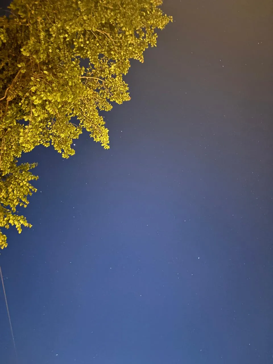 Stars in a clear night sky above autumn leaves