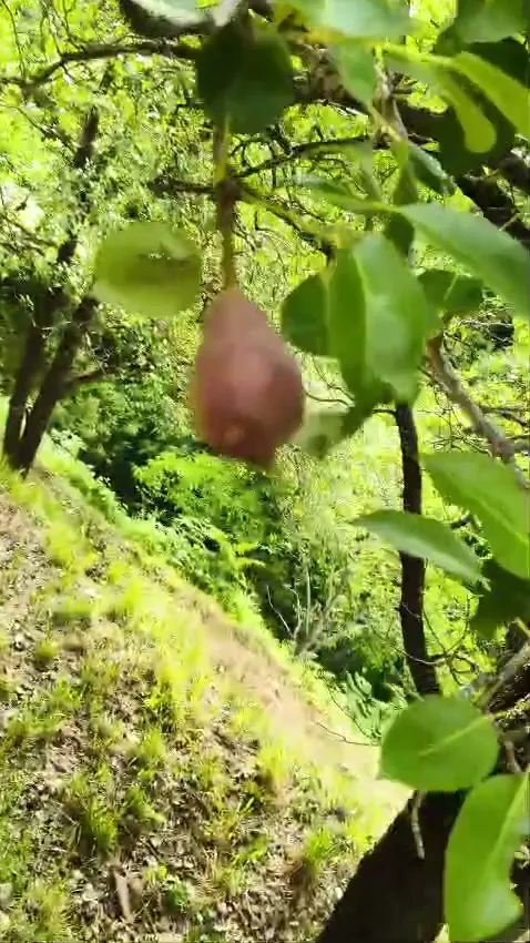 Pears ripening on a tree in the homestay orchard