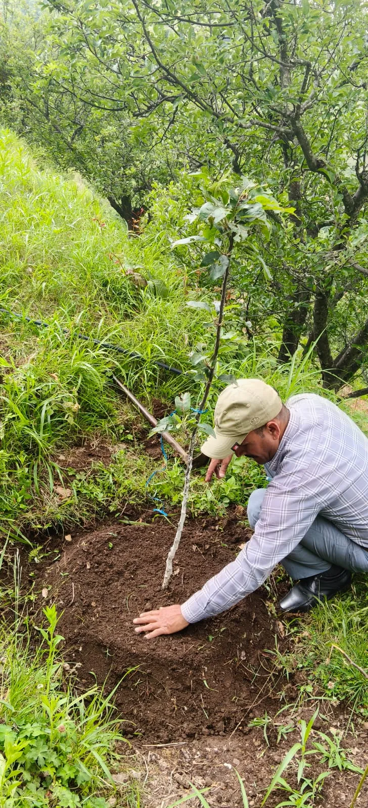 A sapling being planted by hand in the orchard