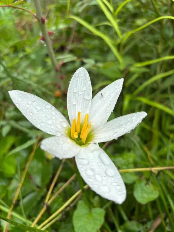 A rain lily after a shower at Namah Stay Himalayas, Kanatal
