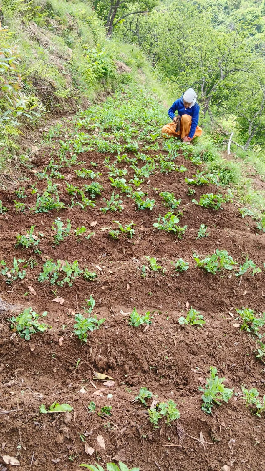 Terraced vegetable beds being tended on the hillside