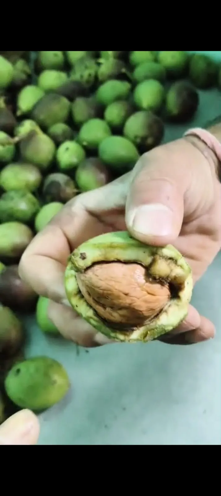 A fresh walnut cracked open in the hand, from the homestay orchard
