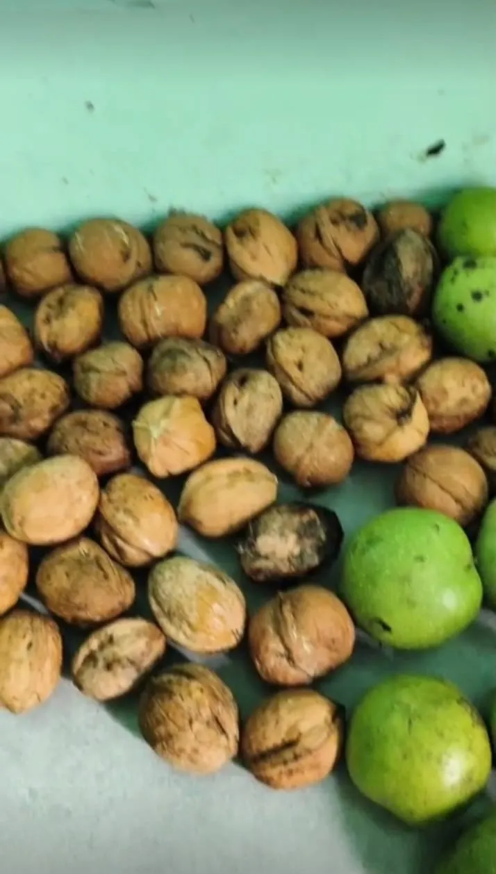 Fresh walnuts in their shells from the trees at Namah Stay